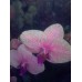 Орхидея Розового цвета